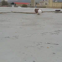 کفتر در کبوتر