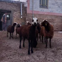بره‌نر‌آماده‌پروار‌بندی‌‌به‌شرط‌‌سلامت‌کامل‌|حیوانات مزرعه|ملایر, |دیوار