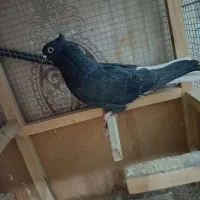 کفتر|پرنده|مشهد, شیرحصار|دیوار