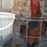 خروس لاری|حیوانات مزرعه|محلات, |دیوار