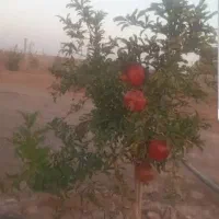 نهال باکیفیت و اصلاح شده|خدمات باغبانی و درختکاری|اسلام‌شهر, ایرین|دیوار