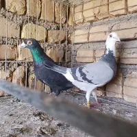 کفتر زاجر و ریش