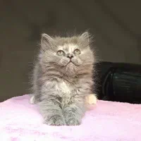 بچه گربه برتیش لانگهیر خرسی|گربه|تهران, تهرانسر مرکزی|دیوار