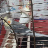 عروس هلندی نروماده مولد|پرنده|محمدشهر, شهرک چمران|دیوار