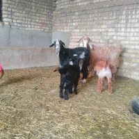 بز بزغاله دار