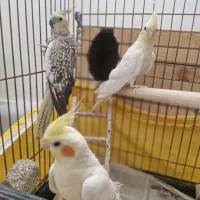 عروس هلندی مولد با جوجه 4 ماهه