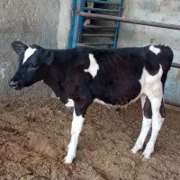 گاو گوساله نر هلشتاین خالص جنس درجه یک