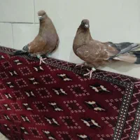 کفتر|پرنده|بندر دیر, |دیوار