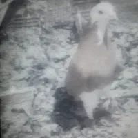 درودخدمت همه عشق بازان این حیوان گم شد بادبود|حیوانات|بجنورد, |دیوار