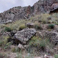 بیده و علف خشک  سبز