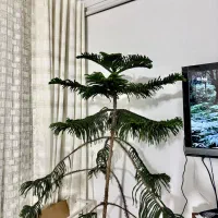 فروش دو عدد گلدان کاج مطبق و زنبق صلح