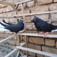 کبوتر ۳جفت زیل دمسفید|پرنده|تاکستان, |دیوار