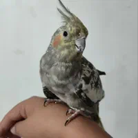 یک جفت عروس هلندی سرحال|پرنده|سرولایت, |دیوار