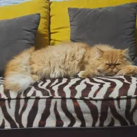 پرشین|گربه|بجنورد, |دیوار