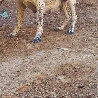 ماده قدرجونی