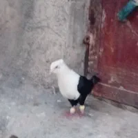 کله سفیدنر|پرنده|شیراز, ارم|دیوار