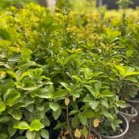 هزارتا شمشماد طلای