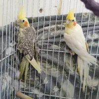 عروس هلندی ماده