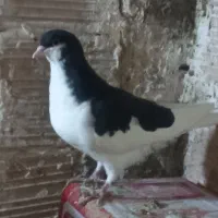 کفتر  خوشرنگ