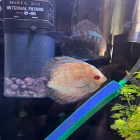 ماهی.ماهی دیسکس