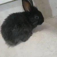خرگوش