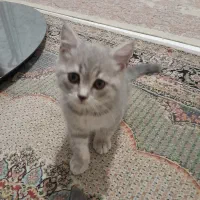 بچه گربه اصیل ۲ ماهه،با پدر مادر پرشین،اسکاتیش|گربه|تهران, سعادت‌آباد|دیوار