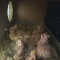 جوجه عروس هلندی|پرنده|لامرد, |دیوار