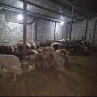 بره پرواری بشرط بالازنی