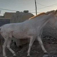 فروش مادیان ترکمن