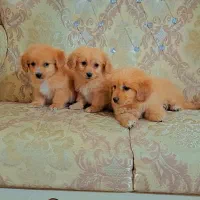 پودل پامر|سگ|رشت, دیانتی|دیوار