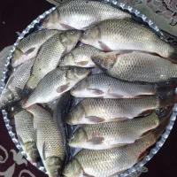 ماهی کپور تازه