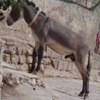 الاغ