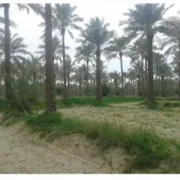 فروش نخل خرما