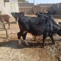 گوساله نر|حیوانات مزرعه|کوهدشت, |دیوار