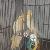 جوجه عروس