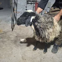 گوسفند شیشک بره ماده و بزغاله 249|حیوانات مزرعه|اراک, |دیوار