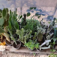 گلها ۲۰ تا ۳۰|گل و گیاه طبیعی|رودبنه, |دیوار