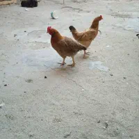 وارک کردی اسباب بازی