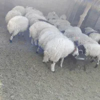 ۸۰ تا تا بره ۴۰ کیلویی فروشی