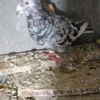 یک جفت سار‌|پرنده|شیروان (خراسان), |دیوار