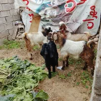 چپش مس چهارتا نر|حیوانات مزرعه|اندیمشک, |دیوار