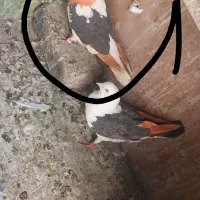گمشده کفتر