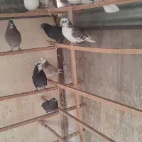 کبوتر|پرنده|تهران, علی‌آباد|دیوار