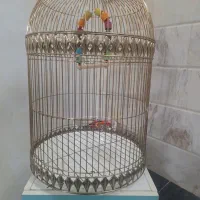 قفس فلزی زیبا و مرغ عشق نژاد دار ماده