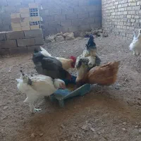 مرغ وخروس فروشی