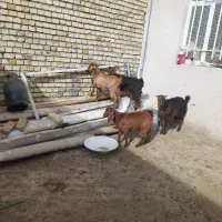 چهار ‌راس بزغاله‌نره‌وماده‌برا‌قربانی‌وداشت