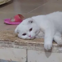 گربه نراسکاتیش