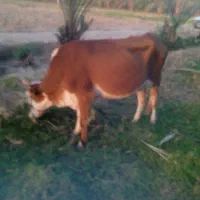 گاو فروشی|حیوانات مزرعه|دلگان, |دیوار