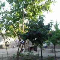 فروشی-ویلایی-توس-103