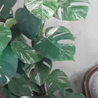 گلهای اپارتمانی|گل و گیاه طبیعی|پردیس, فاز ۱۱|دیوار